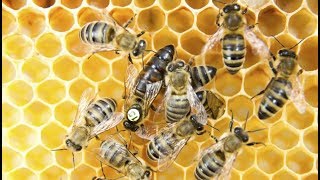 Queen Bee Queen Bee