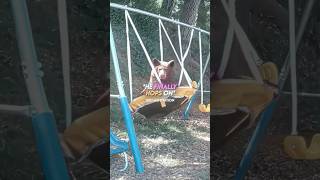 The Bear Who Tried To Swing