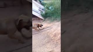The Real Apbt