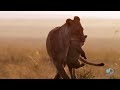 Adorable Lion Cubs Frolic as their Parents Look On