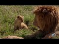 Adorable Lion Cubs Frolic as their Parents Look On