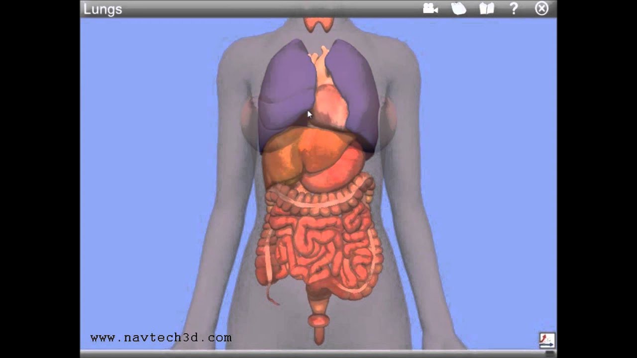 Interactive 3D Internal Organs - YouTube
