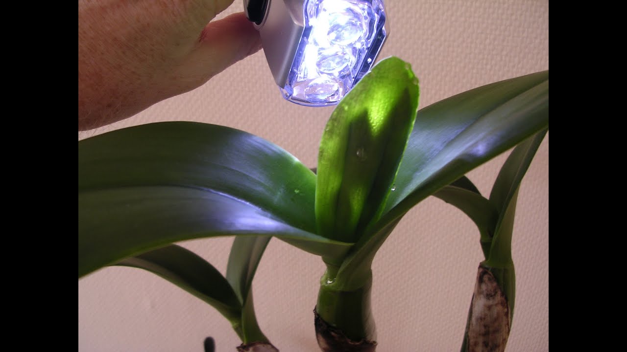 17 orchid whisperer cattleya reblooming youtube 17 orchid whisperer cattleya reblooming youtube