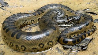 Anaconda - Le Plus Gros Serpent Du Monde Doentaire Françaishd