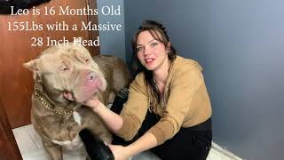 16 Month Old Pit Bull Puppy With A Mive 28 Inch Head Is Groomed By The Mother Of Pit Bulls