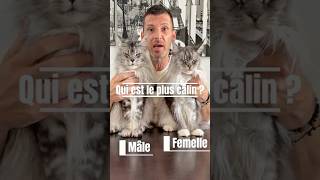 Le Plus Câlin Entre Le Mâle Et La Femelle