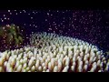 サンゴの産卵 油井小島