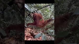 Female Orangutan Sitting Around.