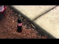 Coca Cola Border commercial remake