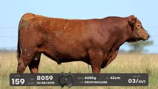 LOTE 159 - TOUROS ANGUS - LEILÃO SÃO BIBIANO 2021