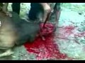 video004.3gp
