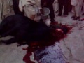 Eid ul azha qurbani