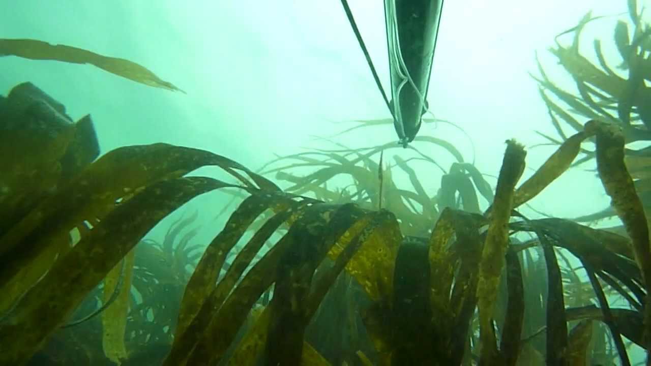 La pêche sur obi en été dans le domaine de Tomsk