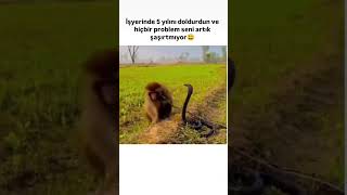 Kral Yılanı Boynuna Doladı