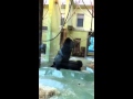 Sesso tra 2 gorilla