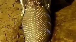 Nguva Aonekana Live Leo