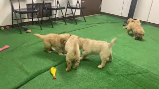 Come Meet Our Golden retriever puppies