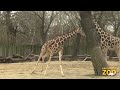 Giraffes Spring into Action at Brookfield Zoo
