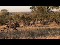 【Complete Version】Unbelievable Male Lions Kill Hyena In Kruger National Park