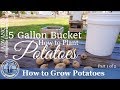 How to Grow Potatoes in a 5 Gallon Bucket (Part 1 of 2)