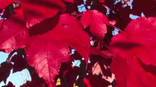 October Glory Maple For Sale Online $1.80