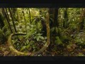 yasuni