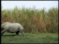 The Wild Rhino chase: Running rhinoceros in Kaziranga