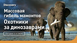 Массовая Гибель Мамонтов | Охотники За Динозаврами | Discovery