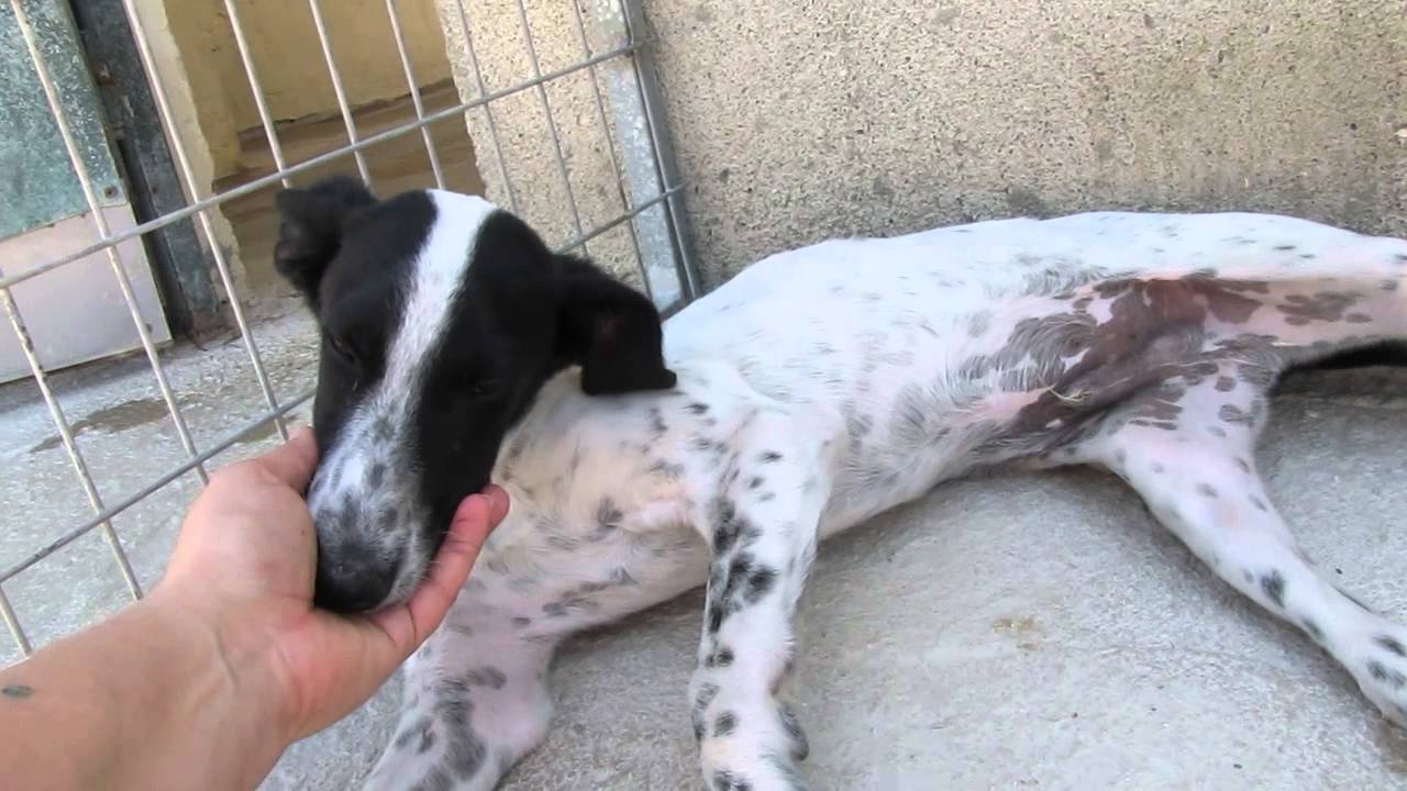 ... whippet mix whippet terrier mix whippet hound mix whippet boxer mix ... whippet mix whippet terrier mix whippet hound mix whippet boxer mix