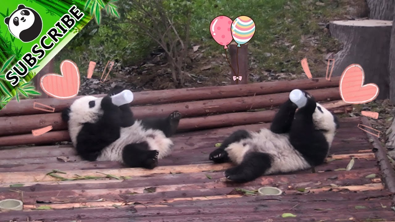 Funny pandas sneeze