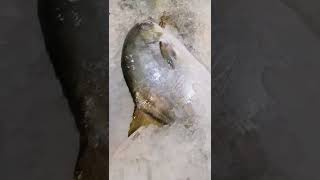 Giant Fresh Den Pomfret Bacanto