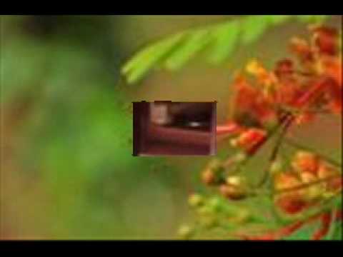 Manjadi mani kondu .....Dasettan &Johnson.....Adharam