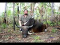 Tribute To Banteng images Tribute To Banteng
