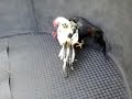 image Teknik Tarung Adu Ayam Terbaik Crisjhon Blorok Jalak Bk Satria Hitam Pakhoy