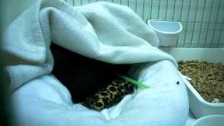 Watch Devon Hiding video