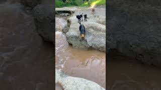 Unlucky Animals