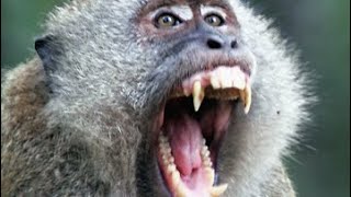 Barbara, How Was I Supposed To Knowit Was A Gorilla?