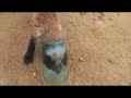 Fox cub comes to people for help