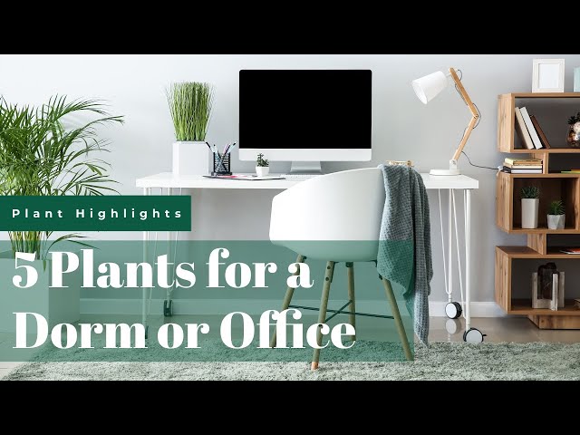 5 Plants for a Dorm or Office