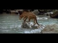 LOurs (1988) - the cougar scene