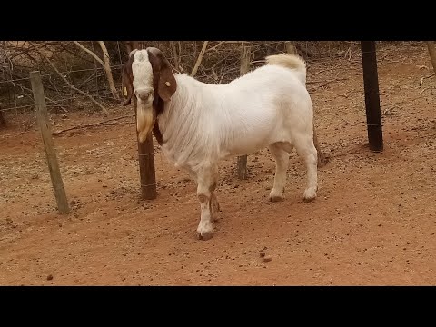 He took me to his  village in Botswana i couldnt believe it, A Goat that can cost you $6000