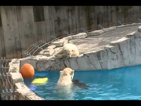円山動物園ホッキョクグマ　ララがプールに誘うけど・・・　2011．5．12