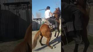 Tagi Atin Qarşisini Qaldirir