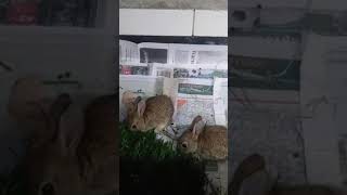 Baby rabbits