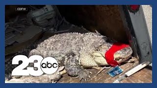 7-Foot Alligator Found Along Sacramento River