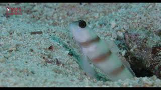 GOBY