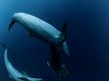 Oceanmen Extreme Dive 2001 Imax Film images Oceanmen Extreme Dive 2001 Imax Film