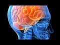Documental Biologia Humana - EL SISTEMA ENDOCRINO
