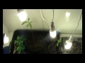 indoor CFL garden with Avocado, Peppers, Sunflowers, Strawberry and seed propagator