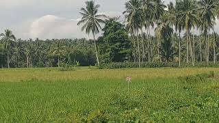 Jilbzsmu Terbaru Ngerih Cui Masi Polos Hd